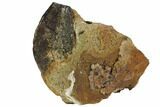 Partially Rooted Ceratopsid (Chasmosaurus) Tooth - Montana #113679-2